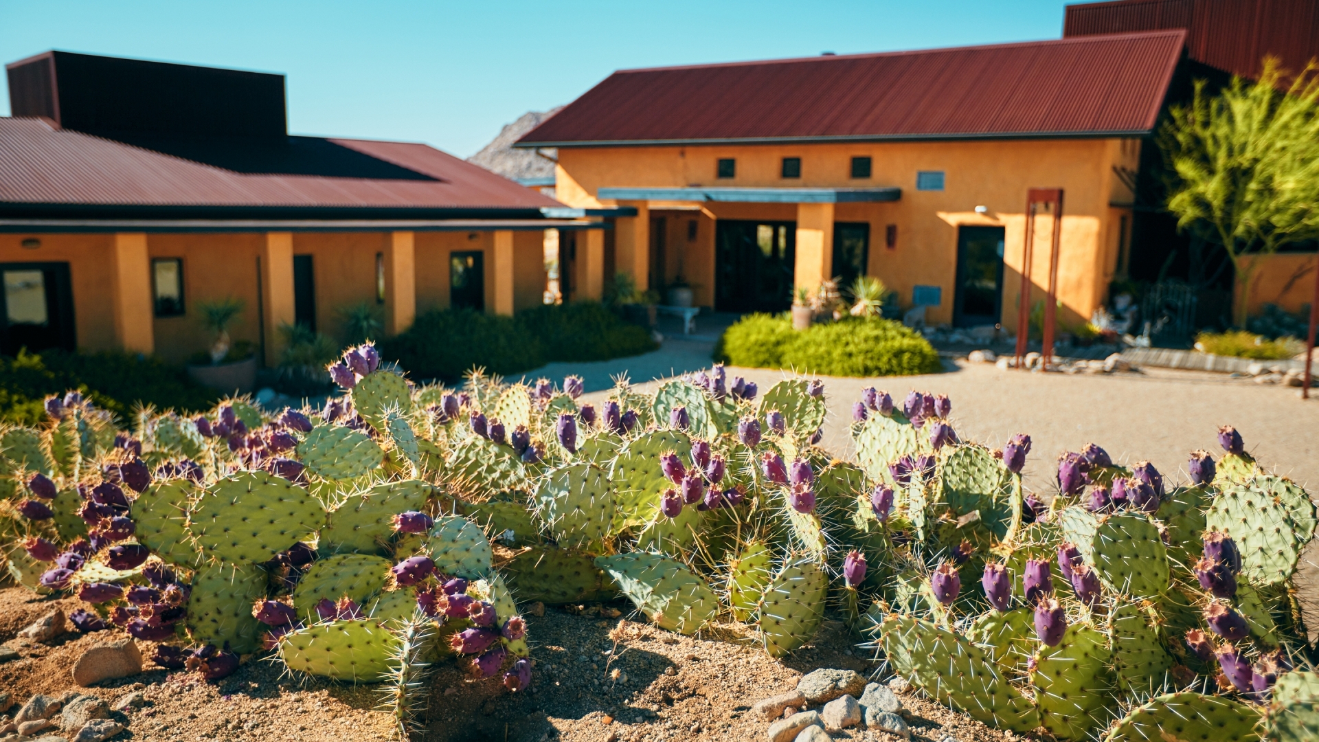 Sacred Sands Your magical Joshua Tree getaway and wedding awaits